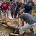 Qurban 21 Hewan di Masjid Al-Muhajirin Samarinda Jadi Momentum Perkuat Kebersamaan